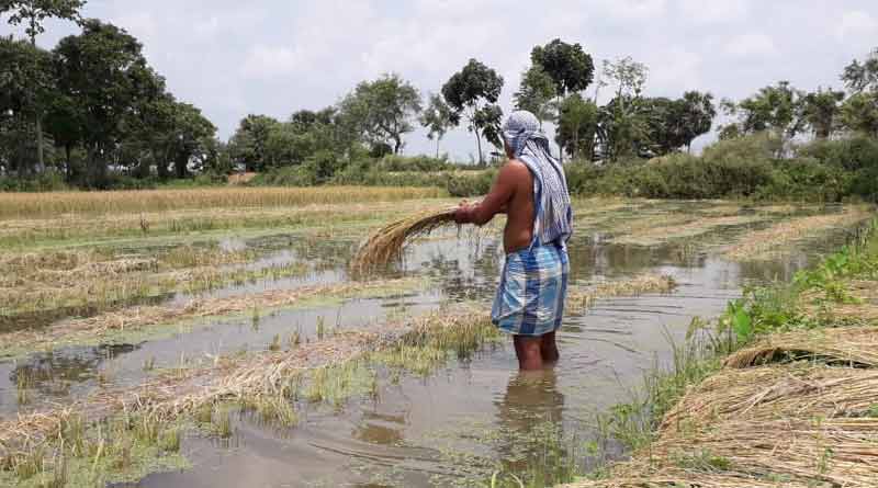 Paddy cultivation disrupted for rain in Howrah's Uluberia