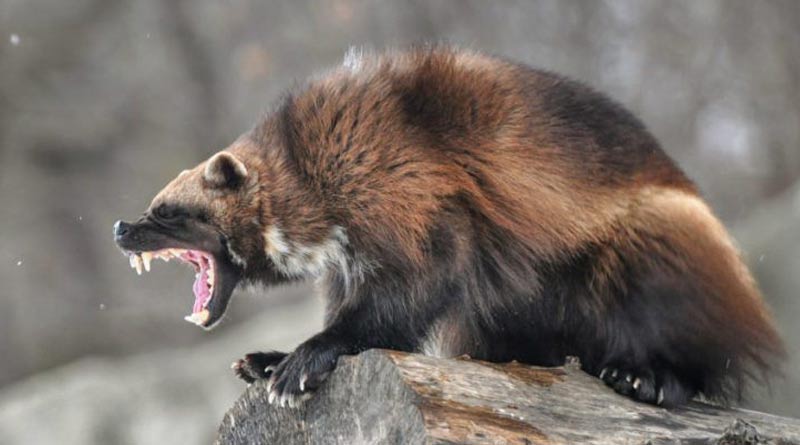 Rare-wolverine1