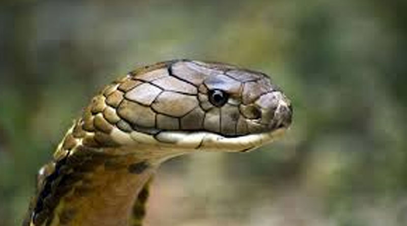 Snake bite: Oral medicine can help patient to fight primarily, doctors of National Medical College claim to develop | Sangbad Pratidin