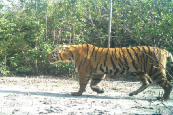 Tiger 