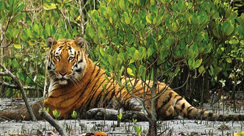 Sunderbans forest workers fails to attend award ceremony due to corona crisis