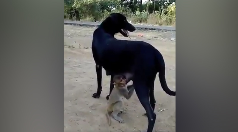 dog feeds monkey's child,this video touch people's heart