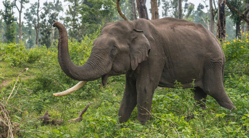 In a Shocking incident Elephant electricuted at Nagrakata Tea Garden