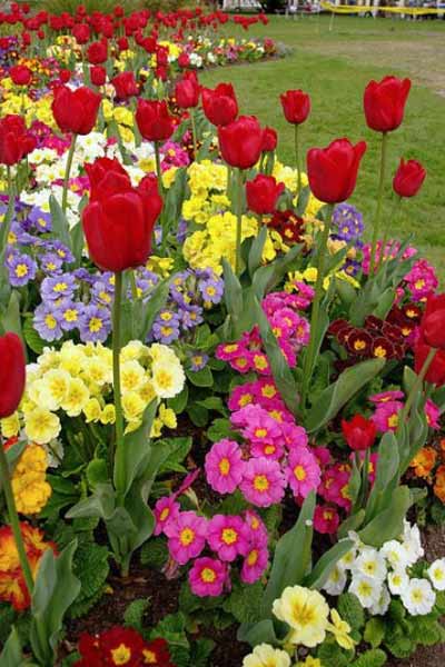 Flower Garden