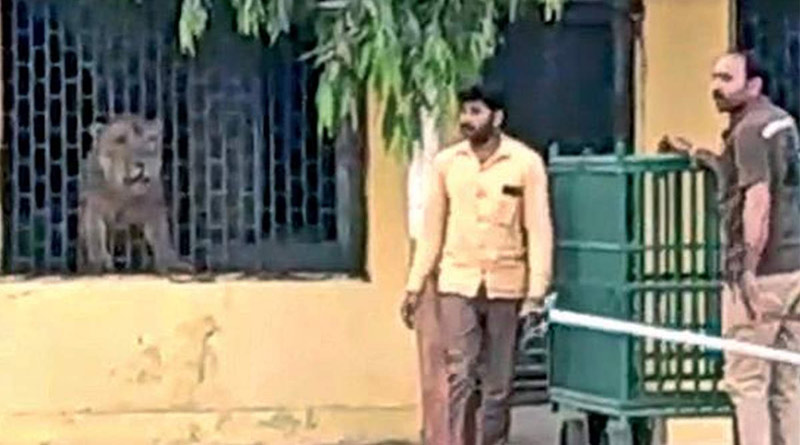 Lion entered in Gujrat`s school, the video has been viral