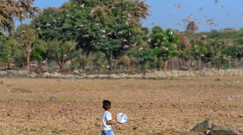 Locusts swarm destroy crops spread over 5,00,000 hectares in Rajasthan