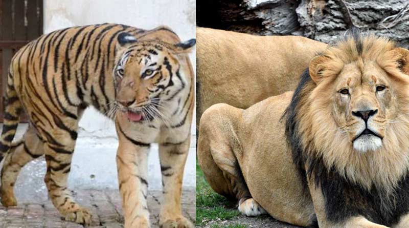Alipur zoo inmates given Vitamins to boost immunity