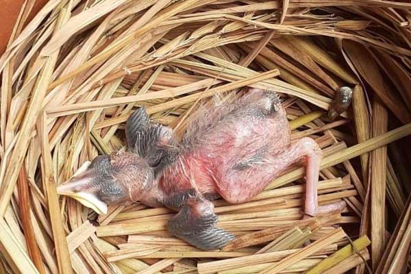 wounded-bird1