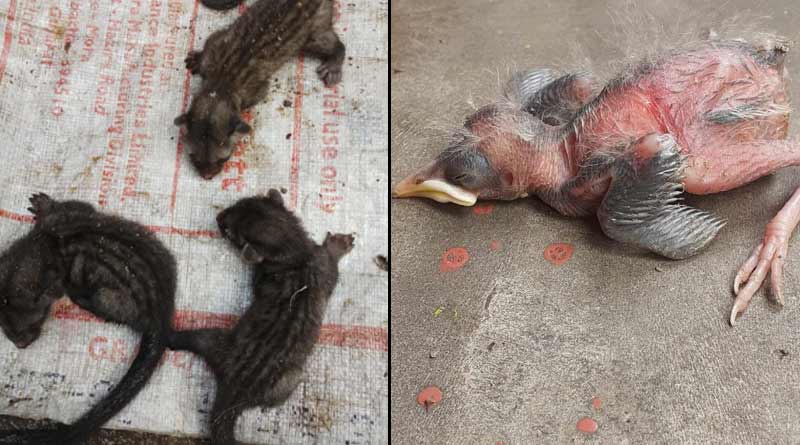 An NGO in Howrah is taking care of the wounded animals effected in Amphan