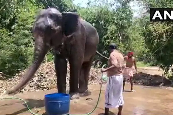 2-elephant-turn-crorpati-2