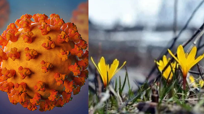 Medicines made from the roots of herbal plant can kill coronavirus
