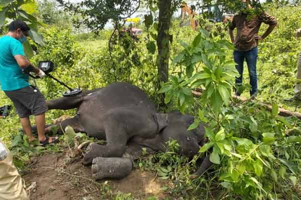 Elephant