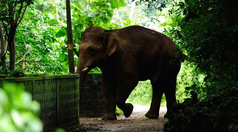 An elephant's body recovered from Buxa tiger reserve