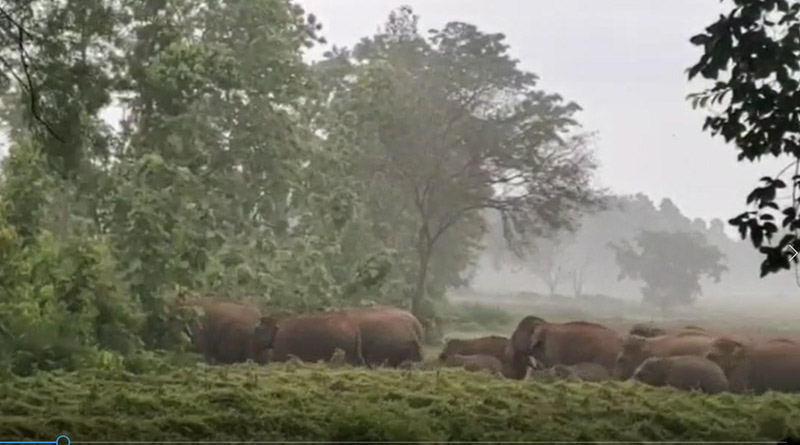 Atleast 26elephants enter locality in Bankura, spark panic