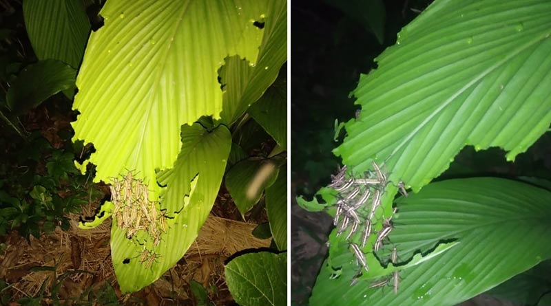 Locust swarm infiltrates Bengal,panic grips farmers in many areas