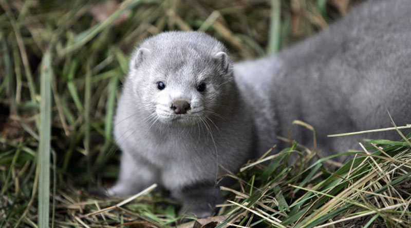 Dutch govt orders culling of 10,000 mink to prevent spread of coronavirus