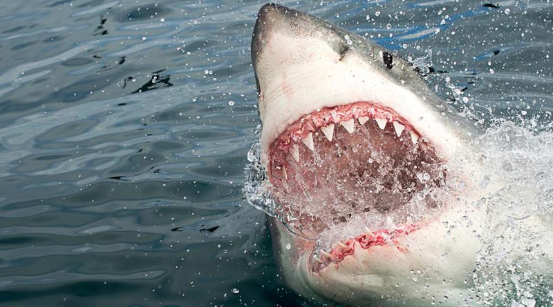 Bengali News: Half a million sharks may be killed to make Covid-19 vaccine, say experts | Sangbad Pratidin