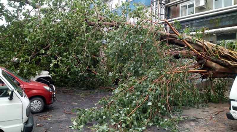 Doctors save tree uprooted during cyclone Amphan
