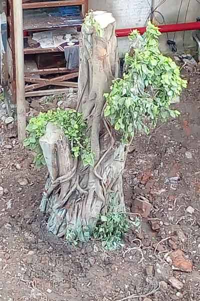 Tree