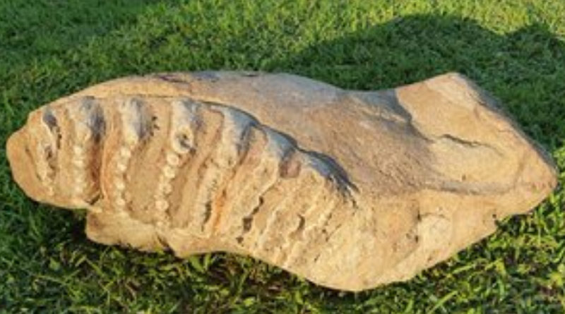 Elephant Fossil, 5-8 Million Years Old, Discovered in UP's Saharanpur