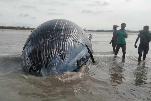 Whale