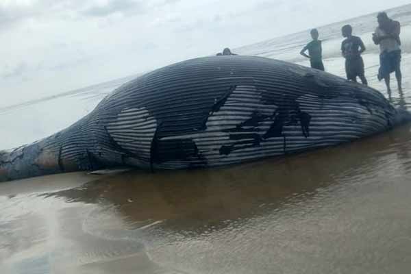 Whale