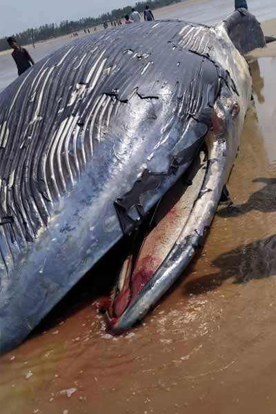 Whale