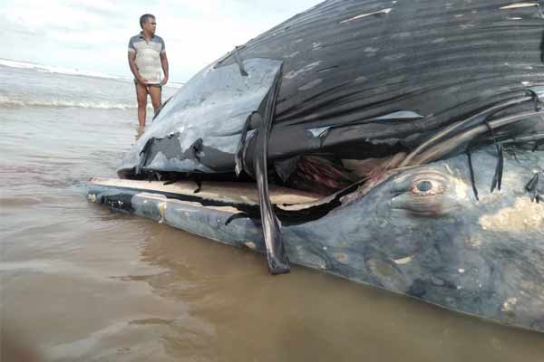 Whale