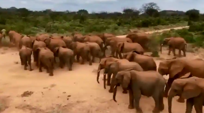 Watch: Man gets 38 elephants to follow him just by whistling