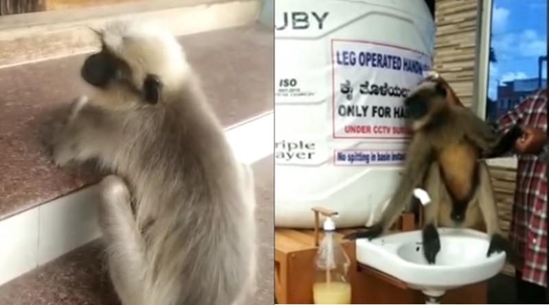 Injured langur visits Karnataka hospital for treatment in Karnataka