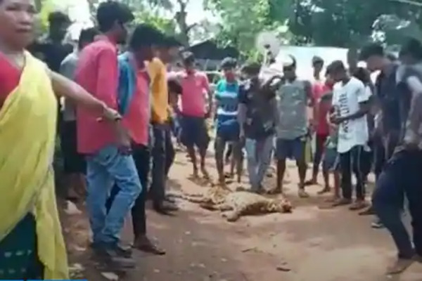 leopard-caught-illigal-trap-guwahati-2