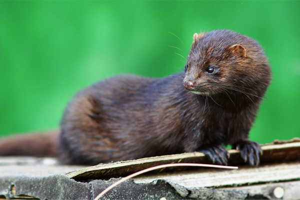 mink-2