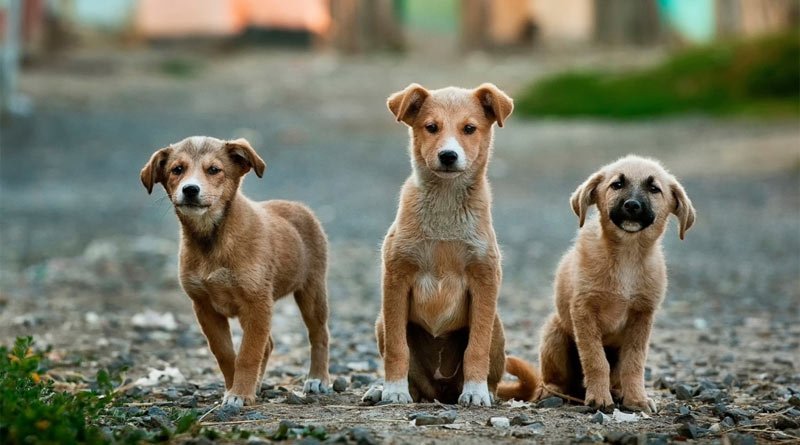 An Odisha man poisons more than 40 street dogs to take revenge of bitten his goat