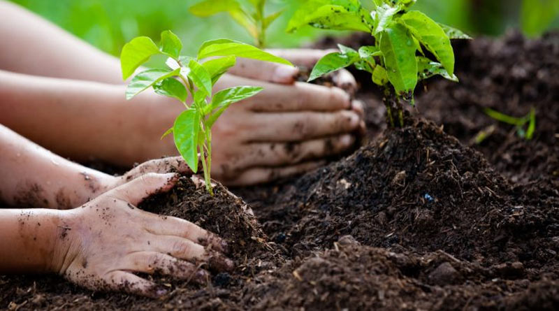 Forest department decided to plant trees on Kolkata roadside