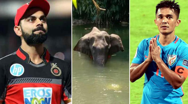 Virat Kohli and Sunil Chhetri condemn Kerala elephant killing