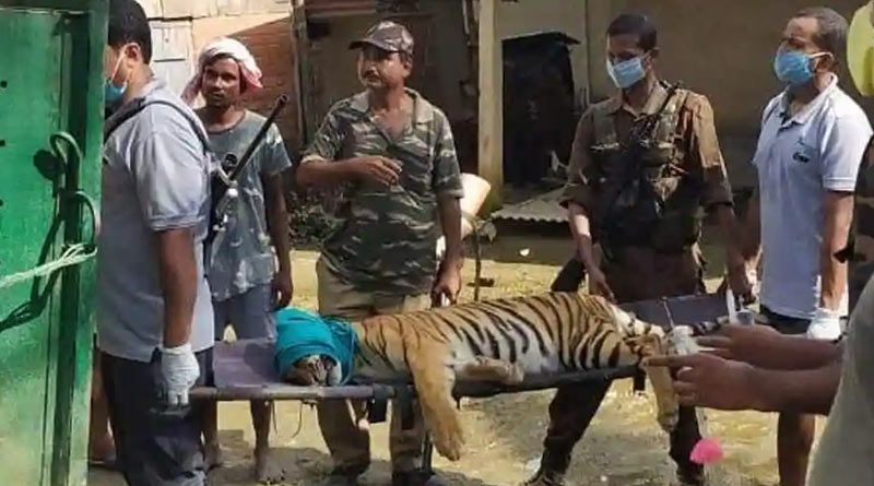 Assam-tigress