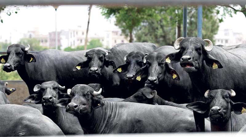 6 Buffalo died in Ajaj river in Asansole lightning, while bringing coal