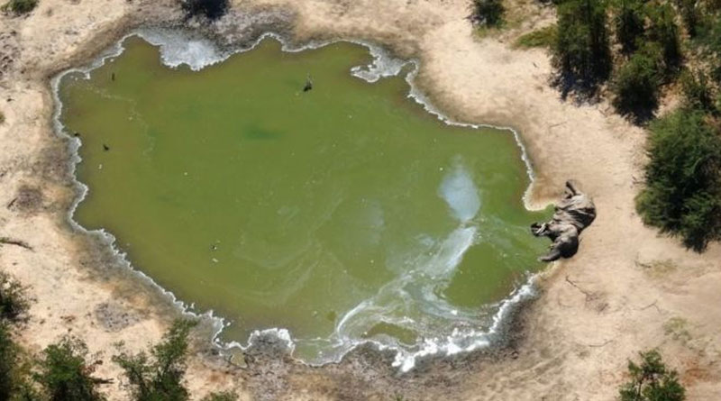Hundreds of elephants died in Botswan, South Africa spark concern