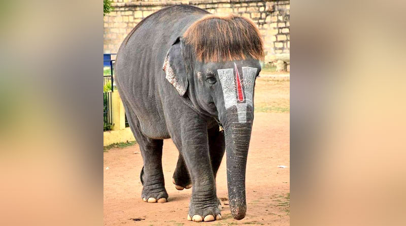 Bob-Cut Sengamalam: An Tamil Elephant Famous For Her Unique Hairstyle
