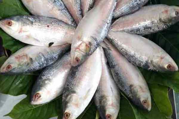 Hilsa