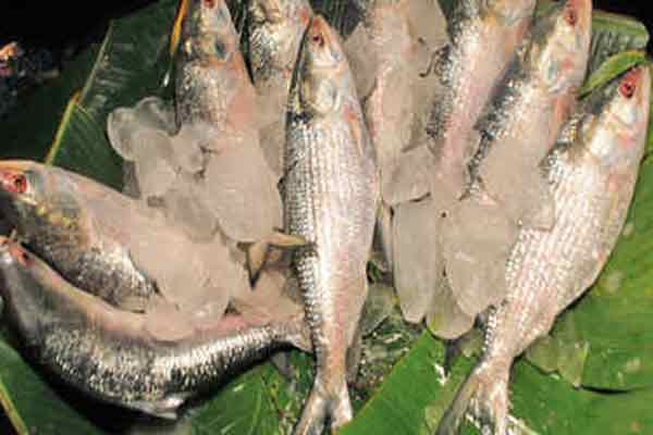 Hilsa