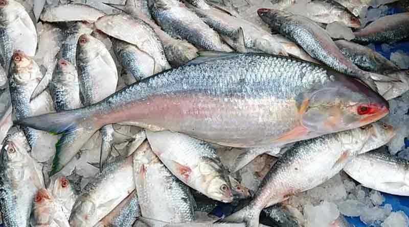 Hilsa's price is too high for the shortage of import in Digha