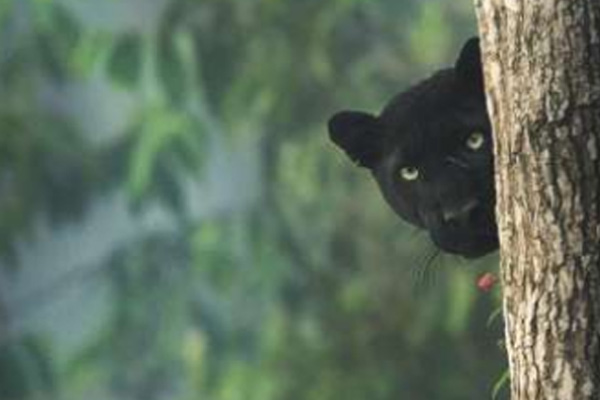 panther