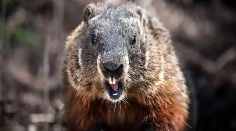 China's city warns after suspected bubonic plague case