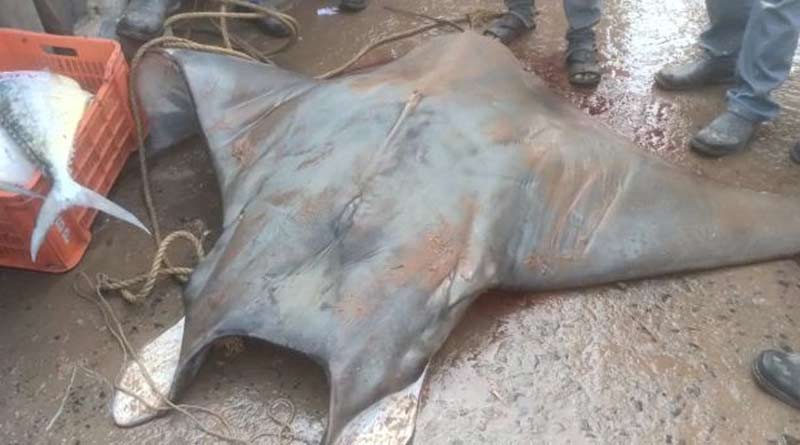 Rare Fish Weighing 780 KG Caught From Digha on sunday