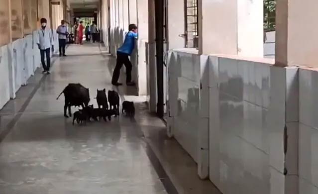 pigs
