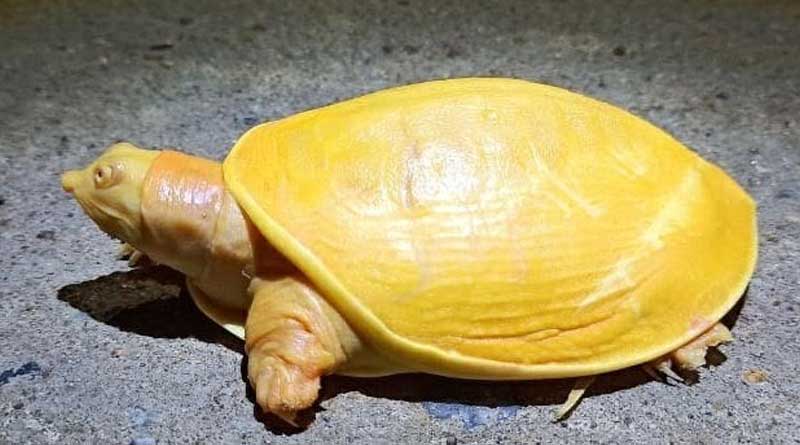 very special Yellow turtle rescued in Odisha’s Balasore