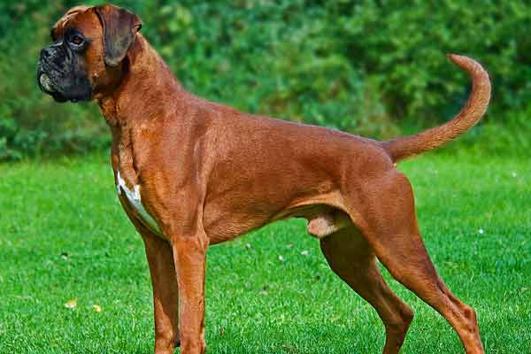 Boxer