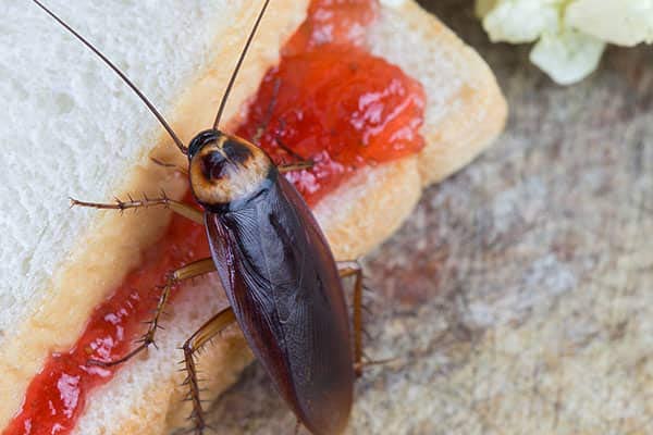 Cockroach