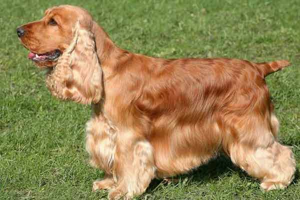 English Cocker Spaniel